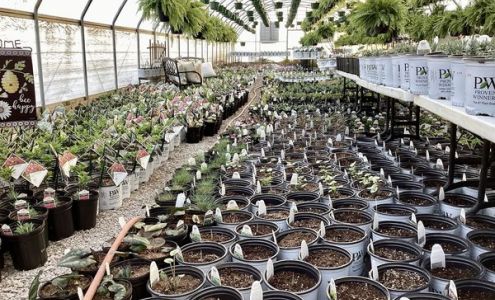 Jo Ann's Flowers 6785 Russellville Rd, Guthrie Kentucky 42234