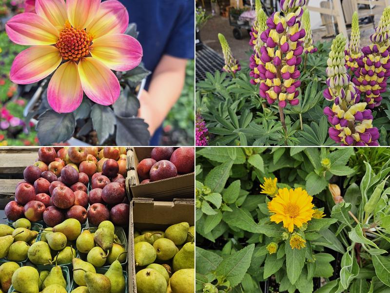 Five Points Farm Market & Greenhouse