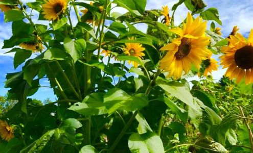 Sweethaven Farm & Flowers