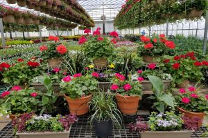 Day Farms Greenhouse 874 Brown City Rd, Imlay City Michigan 48444