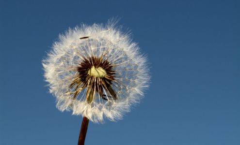 Ode à la Rose Philadelphia