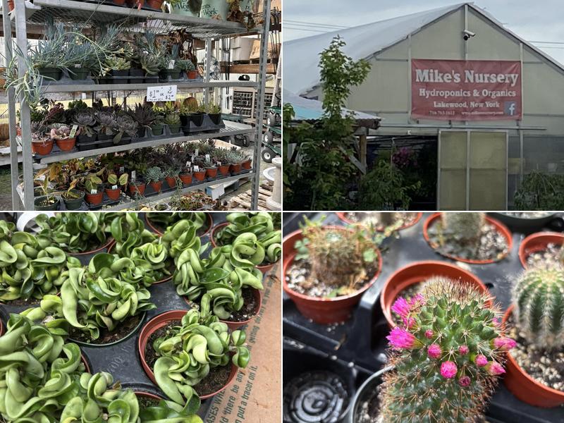 Mike's Nursery and Hydroponics