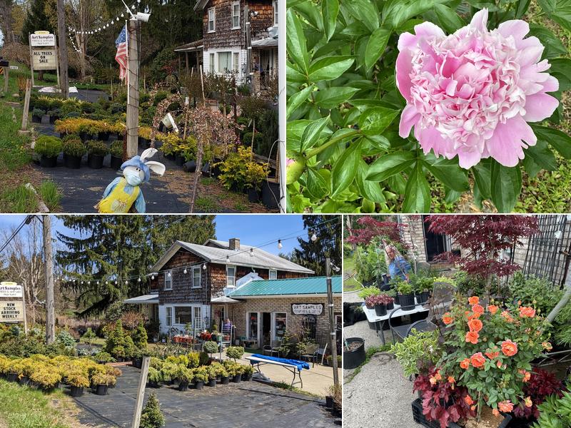 Art Samples Trees & Shrubs