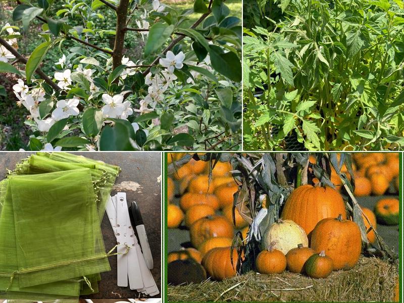 Pochedly Greenhouses