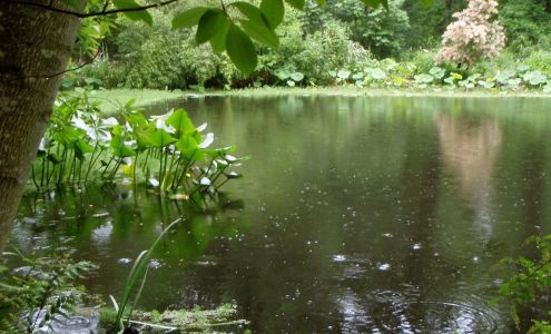 Gardens Oy Vey - An Online Nursery