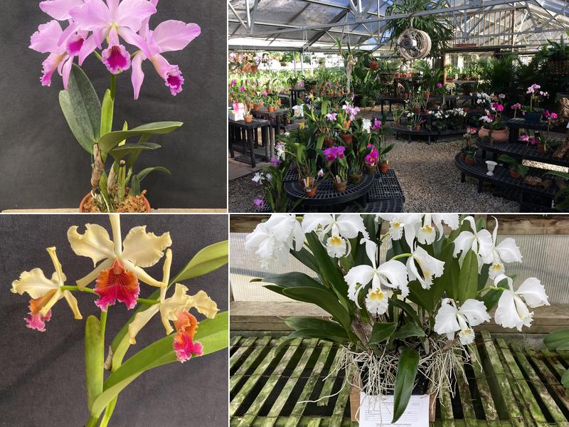 Chadwick & Son Orchids
