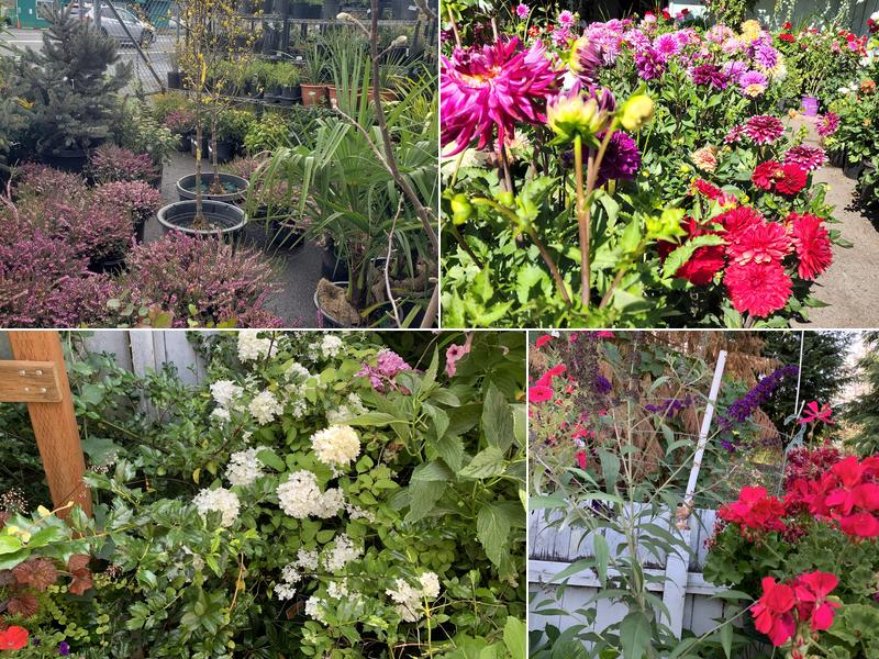 M&T Nursery And Garden