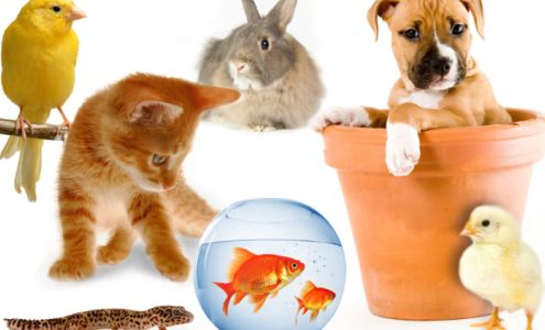 Fur your pets Cupids