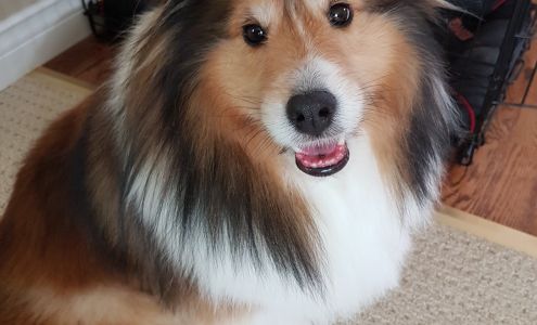 Dog Gone Pet Salon Holyrood