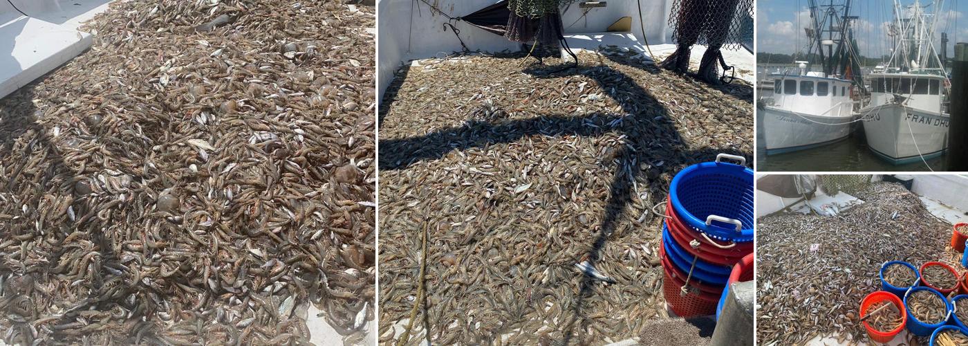 Nelson's Quality Shrimp Company