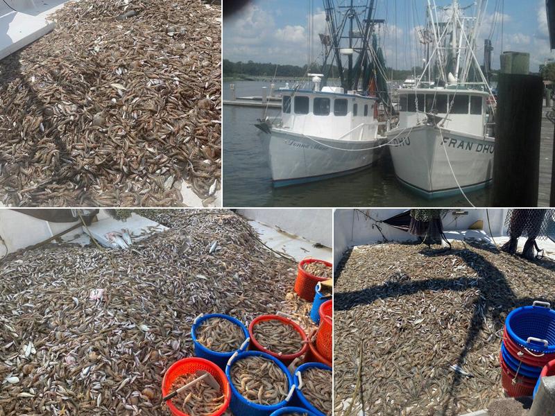 Nelson's Quality Shrimp Company