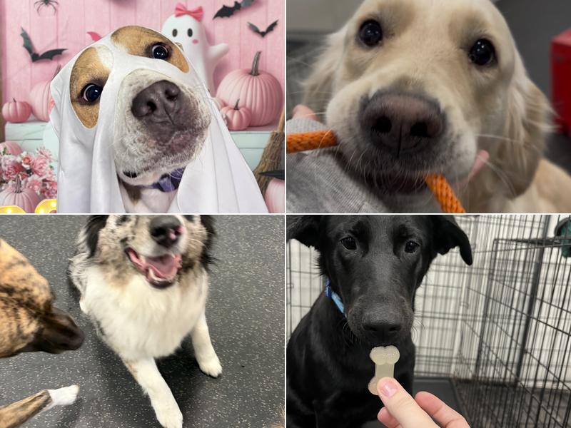 Paciugo 4100 Carpenter Rd, Ypsilanti