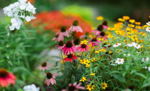 Birmingham Botanical Gardens