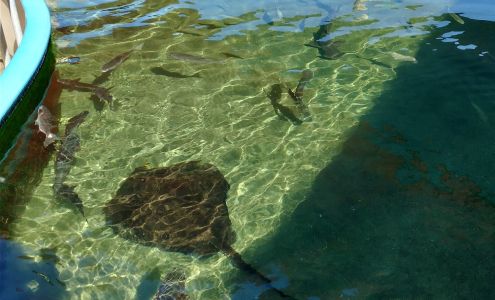 Alabama Aquarium at the Dauphin Island Sea Lab Dauphin Island