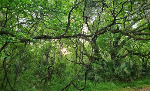 Indian Shell Mound Park Dauphin Island