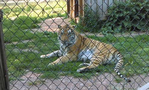 Bailiwick Animal Park and Riding Stables 118 Castle Rd, Catskill New York 12414