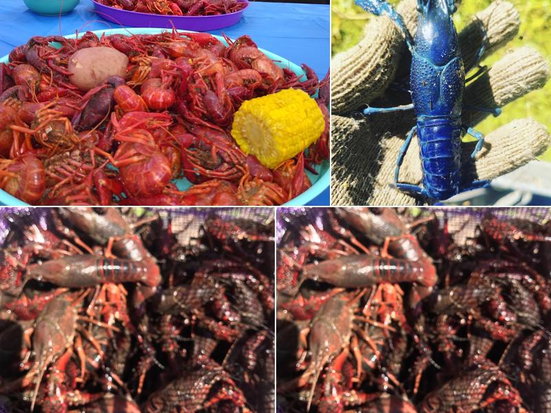 Effie Crawfish 2822 LA-107, Effie