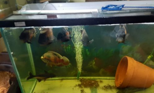 J&R Aquatic Animal Rescue