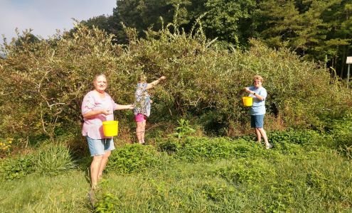 A Blueberry Farm 25 Water Tower Ln, Whittier North Carolina 28789