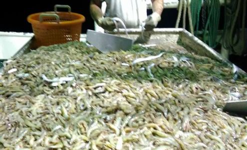 Bluewater Shrimp Company Dulac