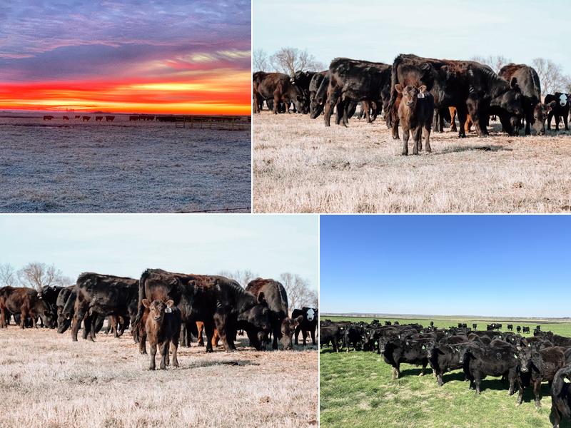 Tate Cattle Co 12556 S 4422 Dr Rd, Welch