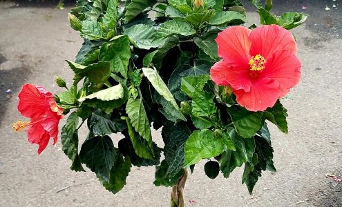 J & A Farm Market & Greenhouses LLC