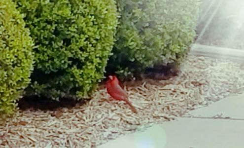 Hopkins County Abstract