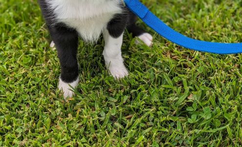 Avonmore Veterinary Clinic Avonmore