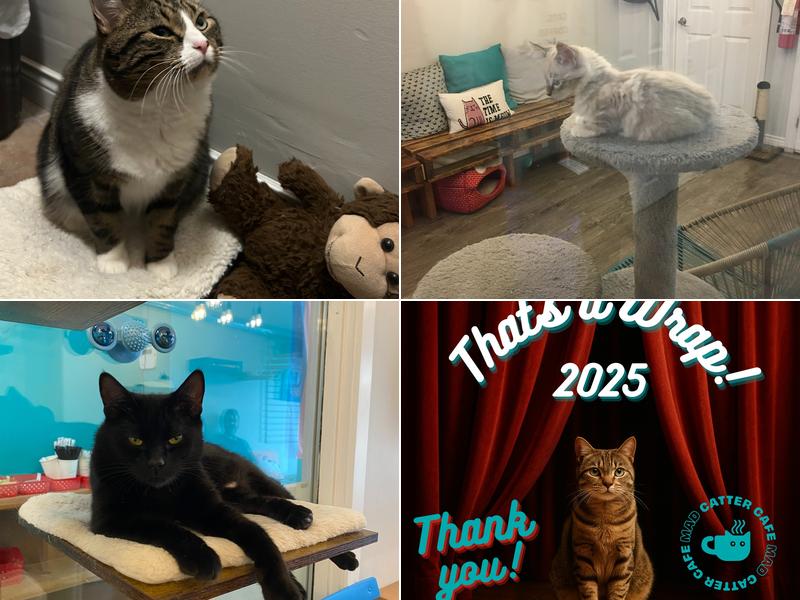 Mad Catter Cafe 124 Duckworth St, St. John's