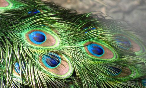 Proud As A Peacock Aesthetics Fredericton