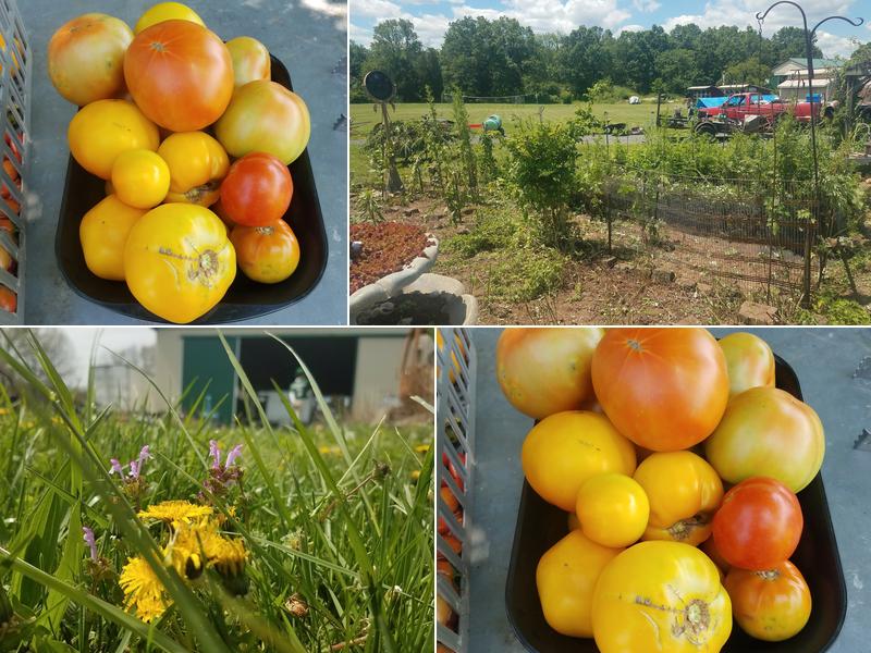 Cichowski Farms
