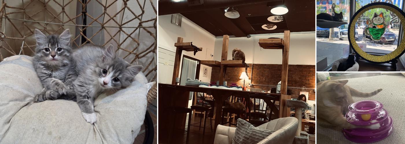 The Purrfect Cup Cat Cafe