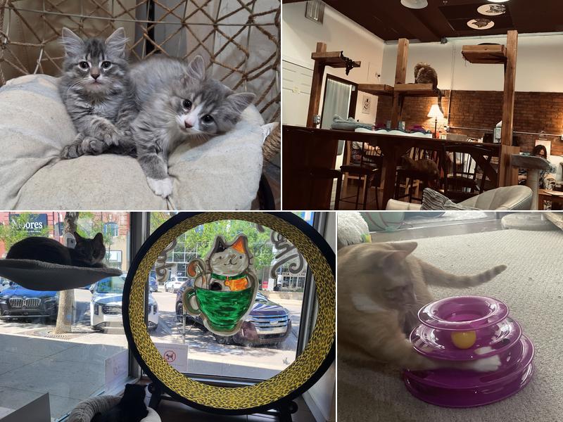 The Purrfect Cup Cat Cafe 142 2 Ave S, Saskatoon