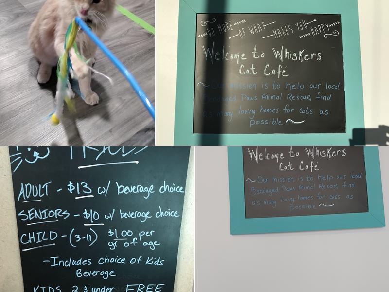 Whiskers Cat Cafe Menu