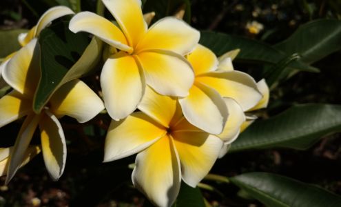 Moloka‘i Plumerias 1342 Mauna Loa Hwy, Kaunakakai Hawaii 96748