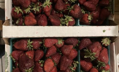 Chanchios strawberry patch Discovery Bay