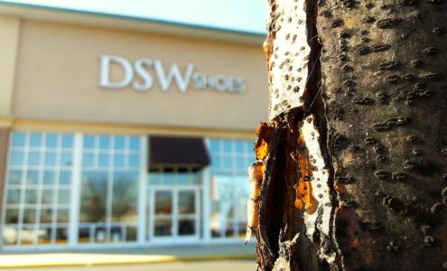 DSW Designer Shoe Warehouse