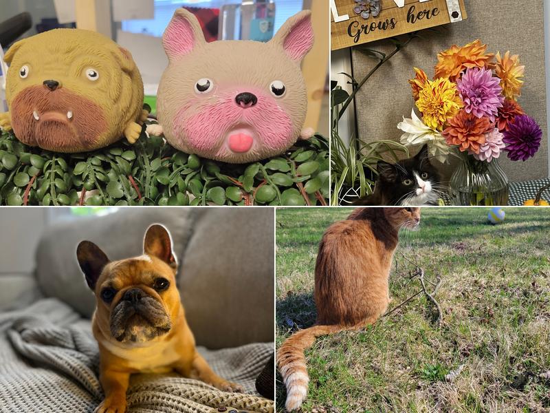 Veterinary Specialty Center of Sturbridge