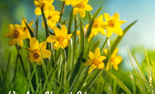 Jackson's Guardian Pharmacy St. Marys