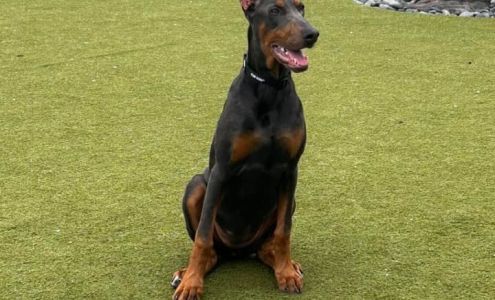 Westcoast Doberman and Golden Retrievers