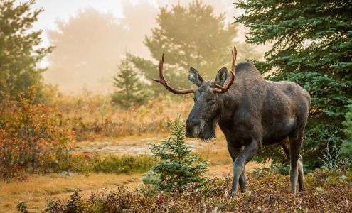 Impressions of Algonquin Gallery Whitney