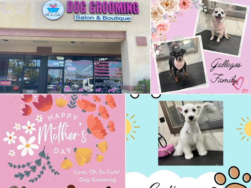 Oh So Cute! Dog Grooming