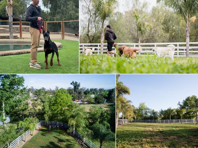 Beckman's Dog Training