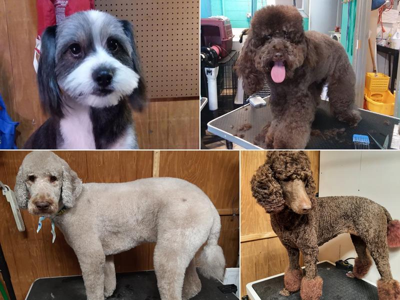 ShamPooches Pet Stylist - Jessica Stephens