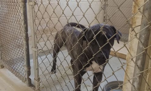 Albany Humane Society