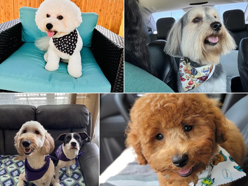 Woof Gang Bakery & Grooming Springwoods Village