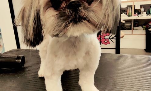 Heavenly Spaw for Paws 13650 Eastlake Blvd ste a-105, Horizon City Texas 79928