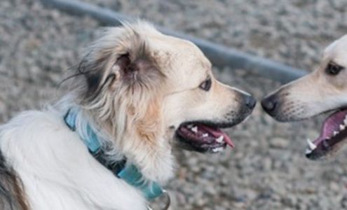 PAWS of Grays Harbor