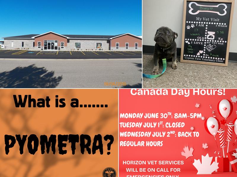 Cypress View Veterinary Clinic