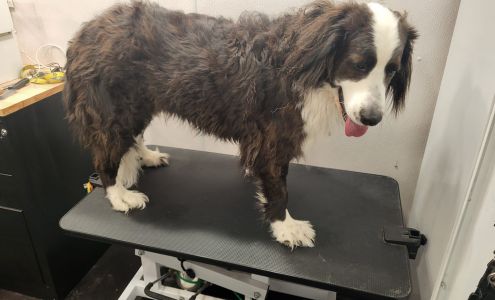 Serendipity Mobile Pet Spaw